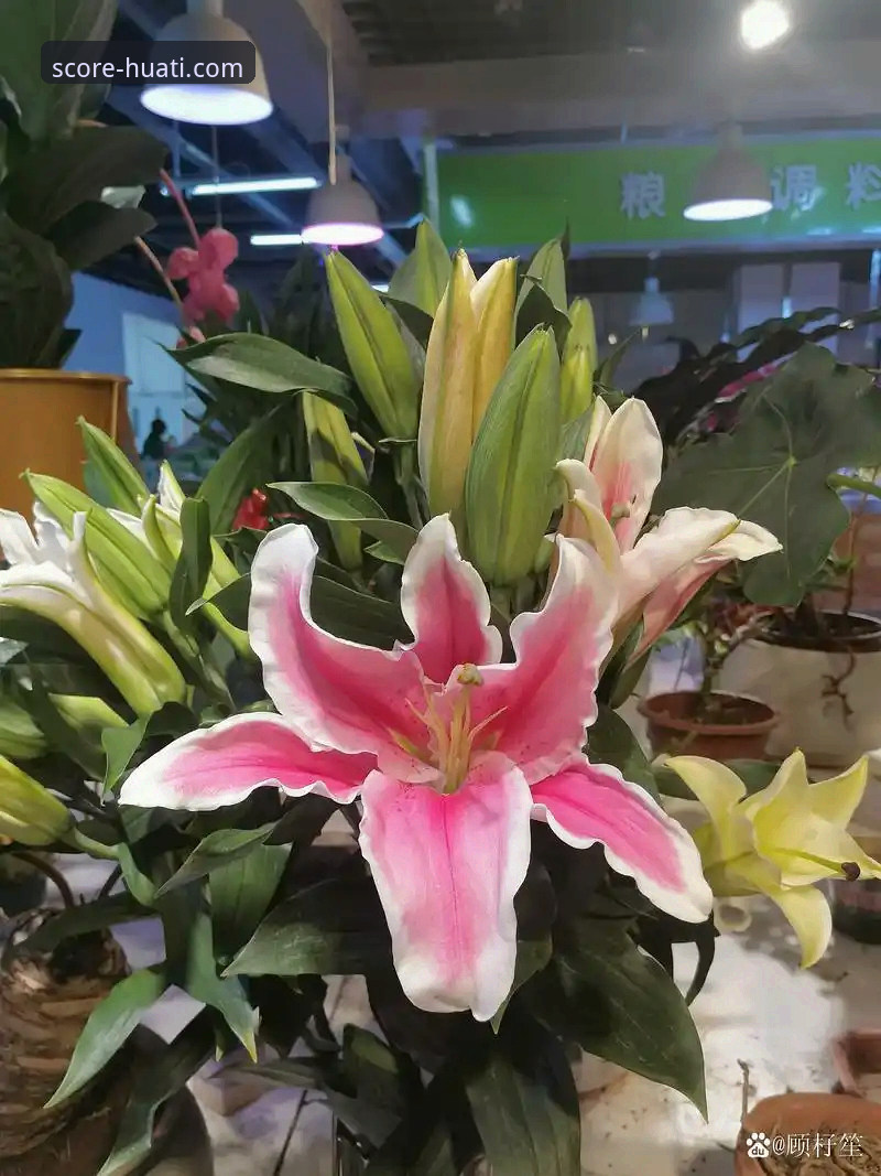 金元足球的辉煌与陨落：一场商业帝国的审判与体育平台的思考